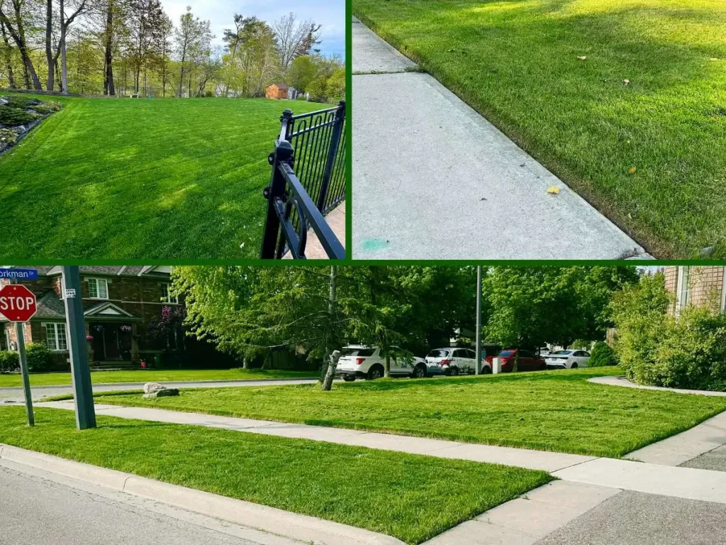Collage of cut lawns in Mississauga showing straight lines and clean edges