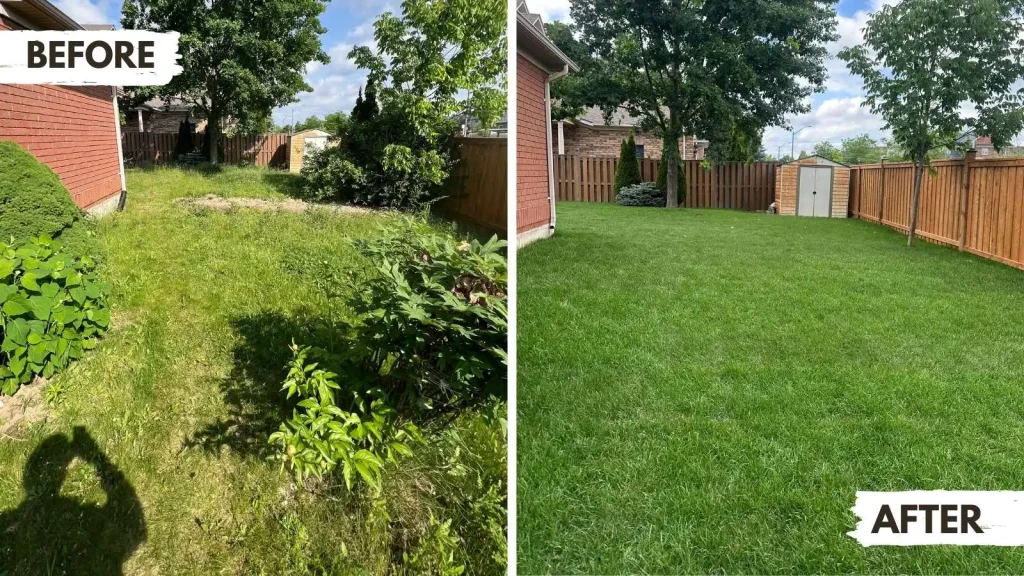 Side-by-side comparison of old and new lawn following sod installation in the backyard of a mississauga home