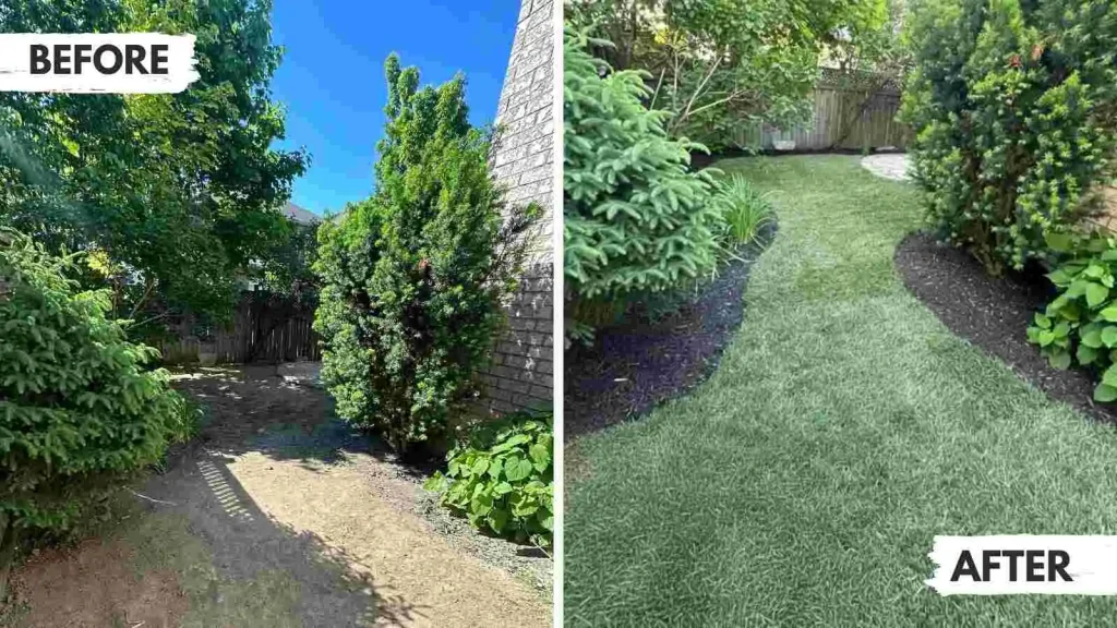 Fresh sod lawn in Mississauga after before-and-after lawn replacement