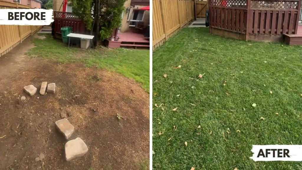 New sod installation in Mississauga, replacing a thin, unhealthy lawn with a before-and-after comparison