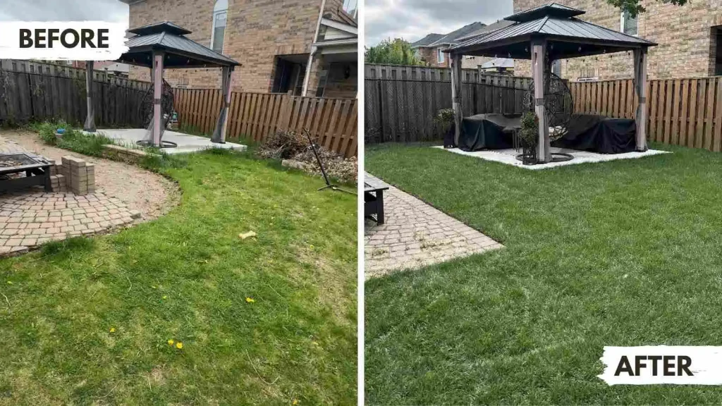 Before-and-after sod installation in backyard of a Mississauga mississuaga home converting weeds into new turf