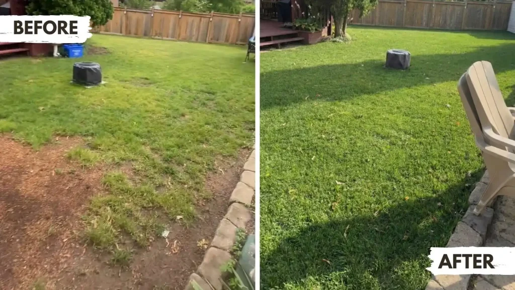 New sod installation in Mississauga replacing a thin, unhealthy lawn