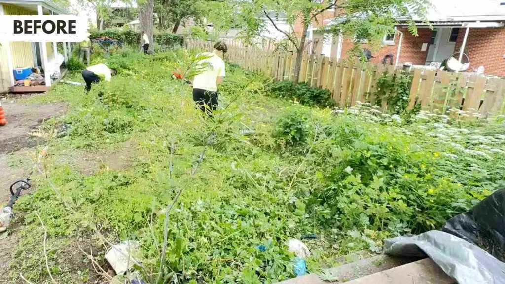 Before-picture of an overgrown lawn in need of sod replacement